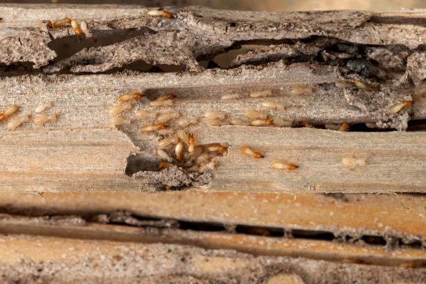 Best Pest Control Near Me  in Heyworth, IL
