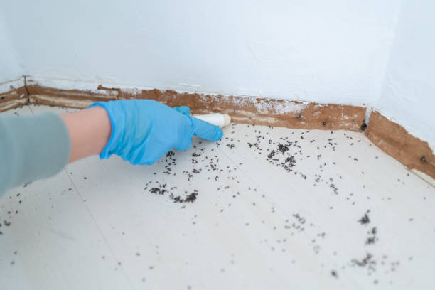 Best Cockroach Control Services  in Heyworth, IL